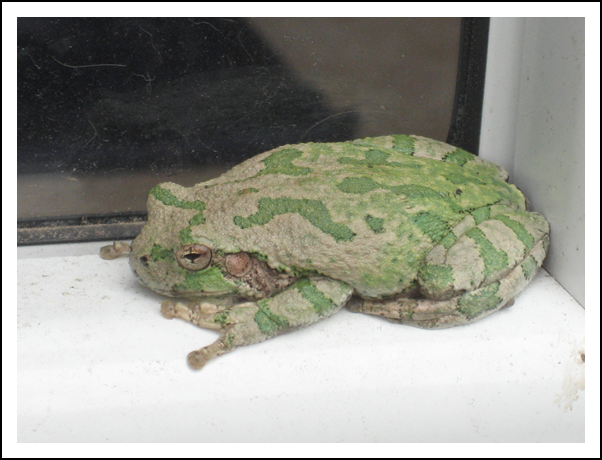 Is it a frog or a toad?