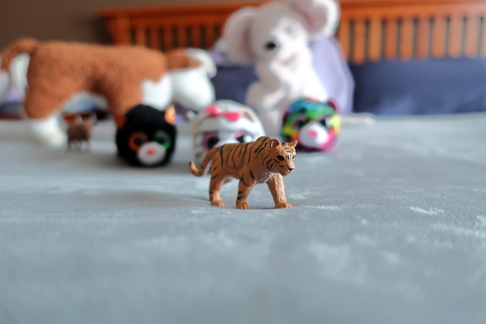 Cats and Cows and a Mouse...
