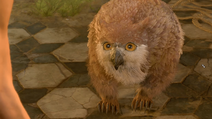 Owl. Bear. Cub.