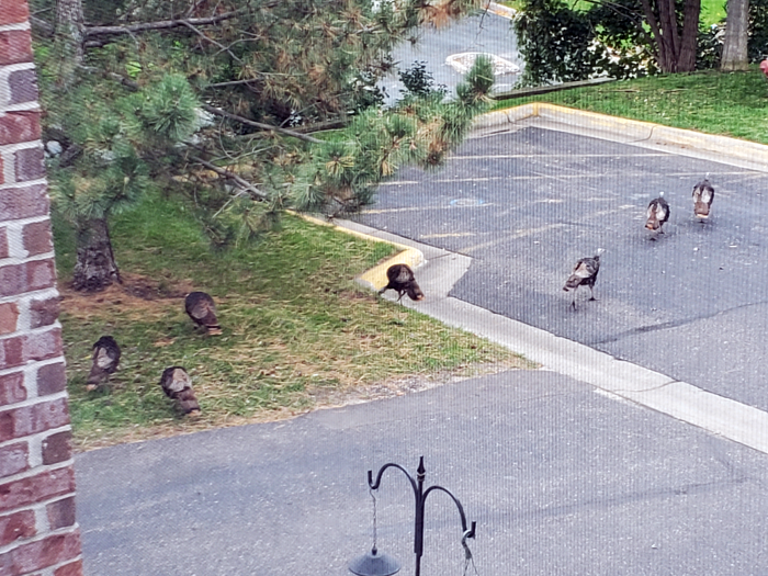 Turkey Time... Turkey Time...